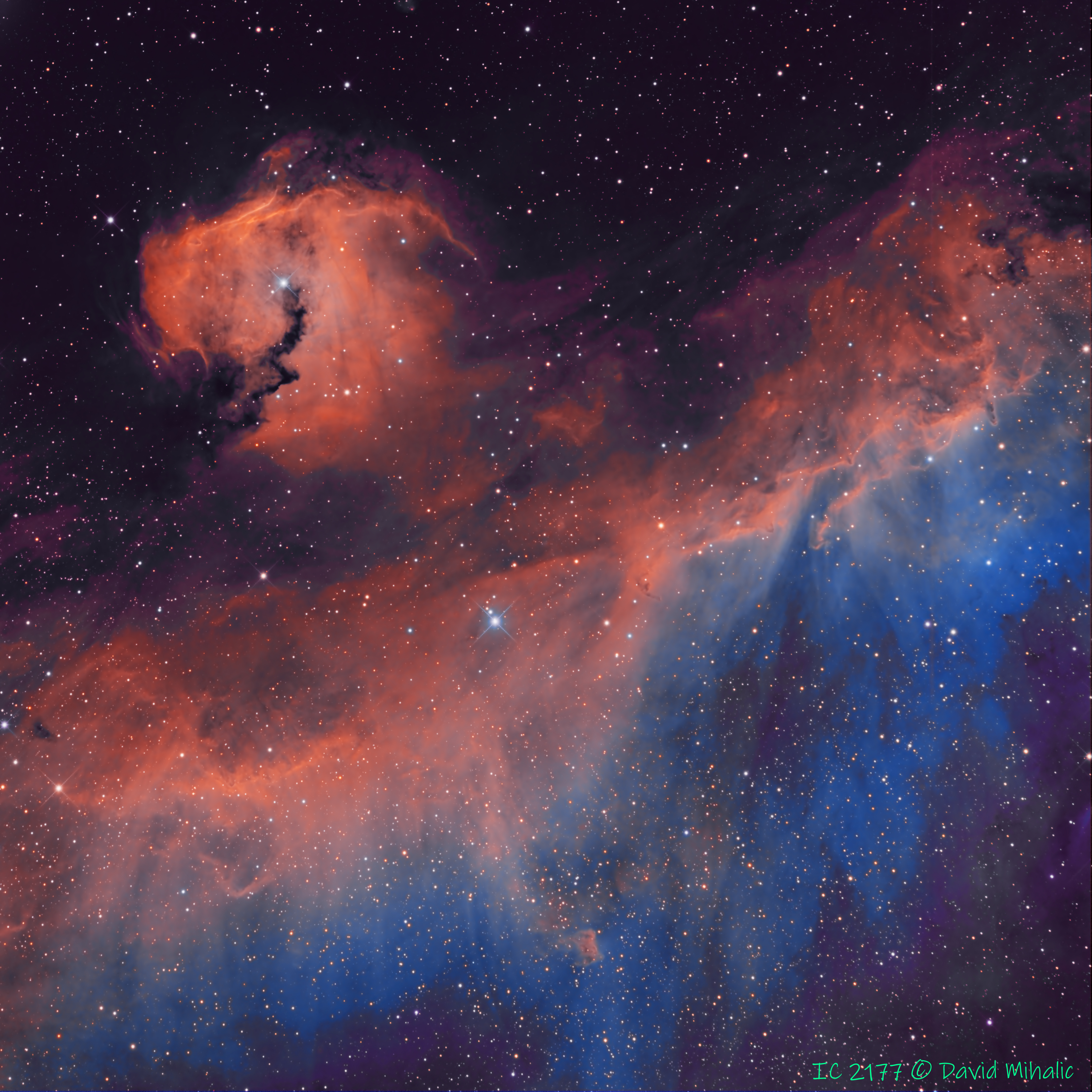 Seagull Nebula (IC 2177) in SHO | Telescope Live